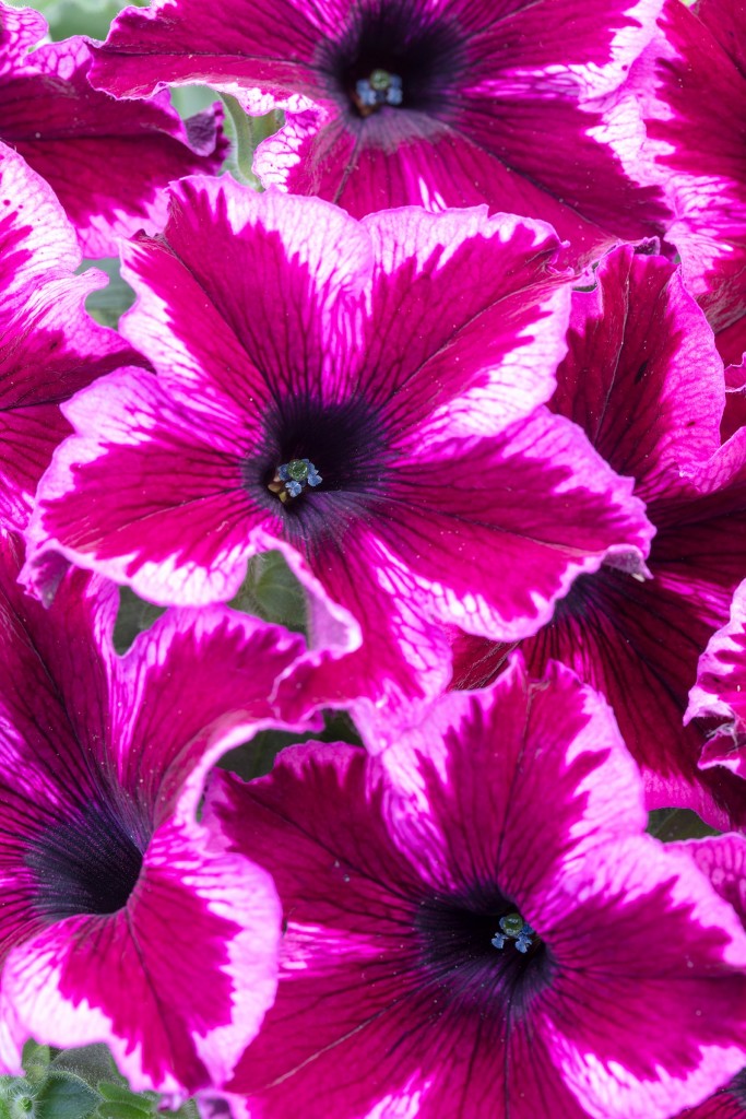 Petunia Crazytunia Cosmic Pink