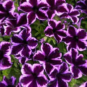 Petunia Crazytunia Cosmic Violet