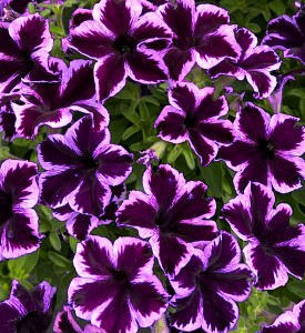 Petunia Crazytunia Cosmic Violet