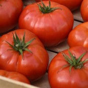 WonderStar Red Tomato