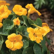 Nasturtium Baby Gold
