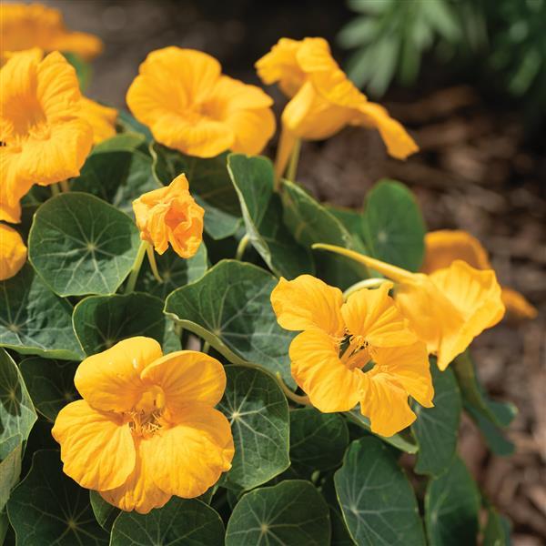 Nasturtium Baby Gold