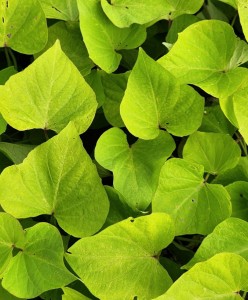Sweet Potato Cream Candy