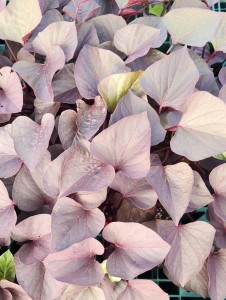 Sweet Potato Orange Candy