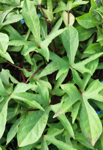 Sweet Potato Purple Candy