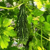 Taste of the Season Bitter Melon Indian Karela