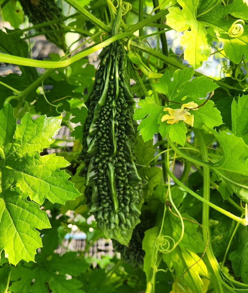Taste of the Season Bitter Melon Indian Karela