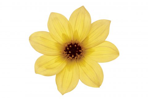 Dahlia-Mystic-Illusion-101-480x320