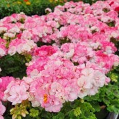 Geranium Paperbloom 2