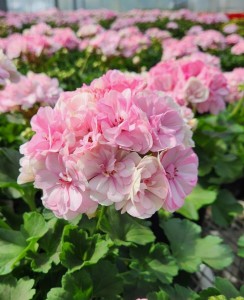 Geranium Paperbloom