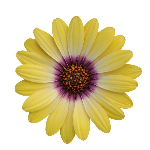 Osteospermum Blue Eyed Beauty