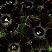 Petunia-Crazytunia-Black-Mamba