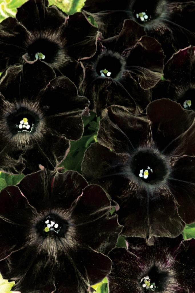 Petunia-Crazytunia-Black-Mamba