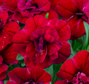 cali double red