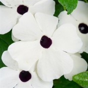 dispthumbwhite