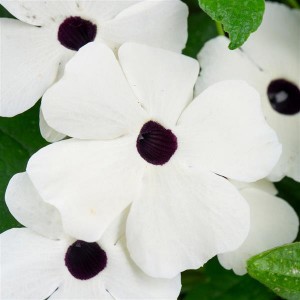 dispthumbwhite
